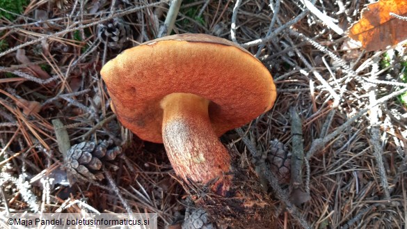 Boletus erythropus