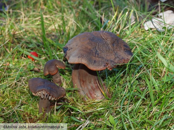 Hygrocybe ovina