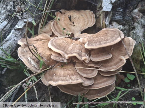 Meripilus giganteus
