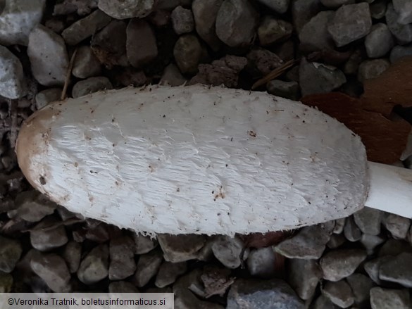 Coprinus comatus