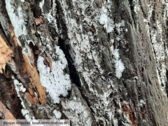Ceratiomyxa fruticulosa