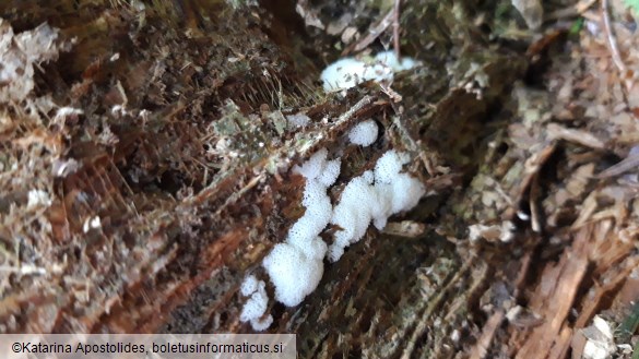 Ceratiomyxa porioides