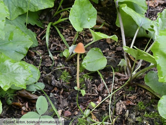 Conocybe aurea