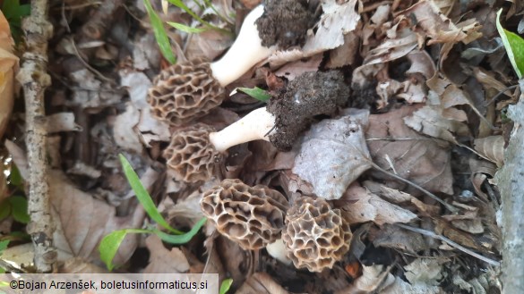 Morchella esculenta