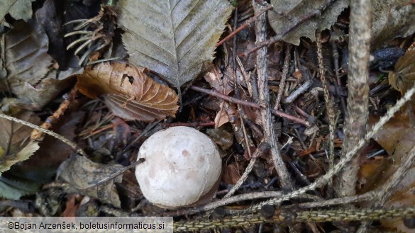 Clathrus archeri