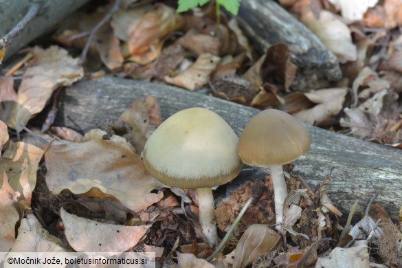 Psathyrella tephrophylla