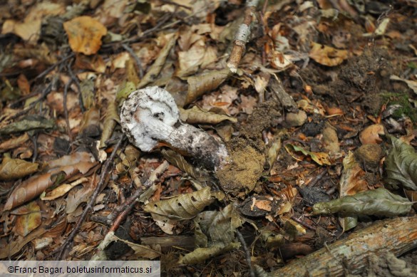 Strobilomyces strobilaceus