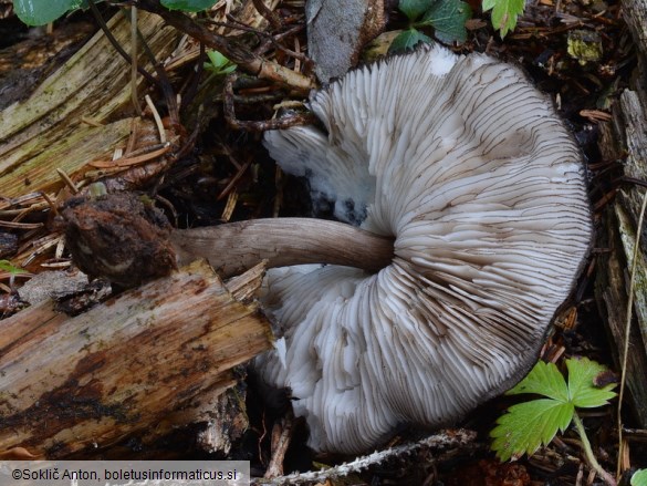 Pluteus atromarginatus