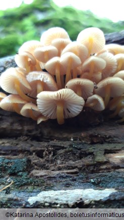 Mycena renati