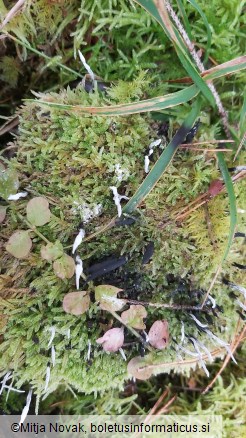 Xylaria hypoxylon