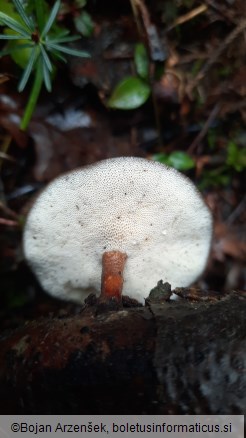 Polyporus brumalis