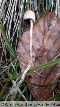 Psilocybe semilanceata