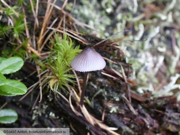 Mycena purpureofusca