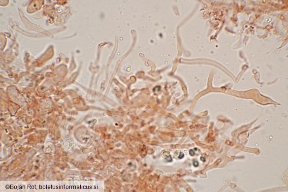 Resupinatus striatulus