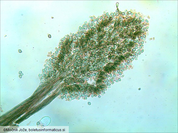 Cephalotrichum stemonitis