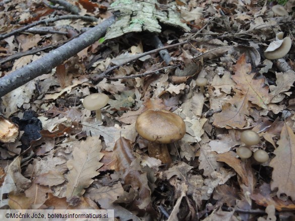 Hygrophorus persoonii