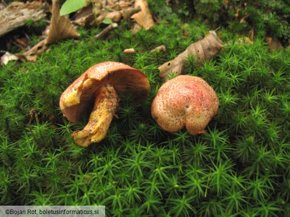 Cortinarius bolaris