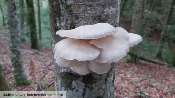 Pleurotus pulmonarius