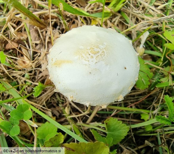 Agrocybe dura