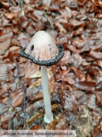 Coprinus comatus