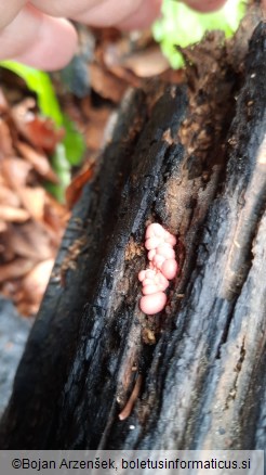 Lycogala epidendrum