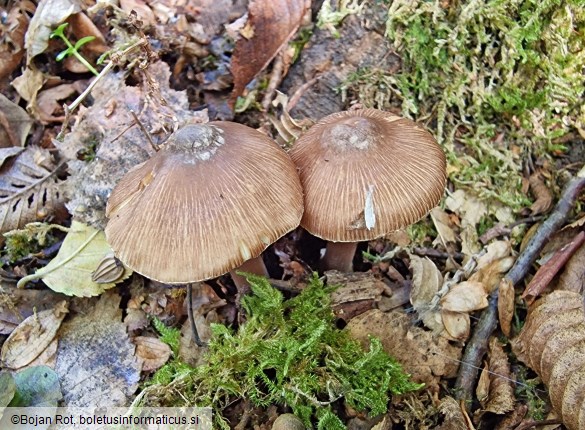 Inocybe asterospora