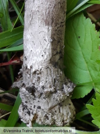 Amanita ceciliae