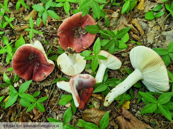 Russula melliolens