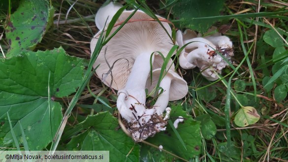 Leucocybe connata