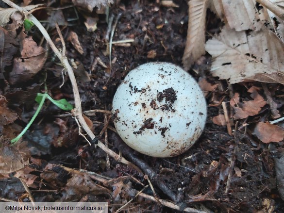 Phallus impudicus