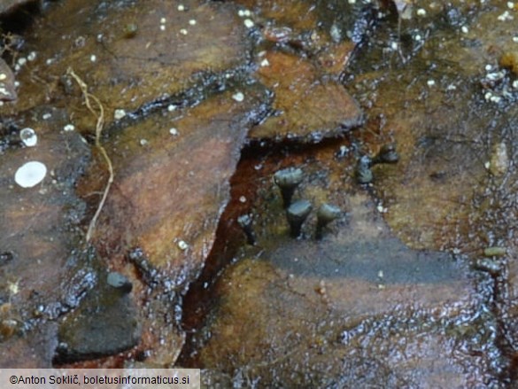 Antinoa strobilina