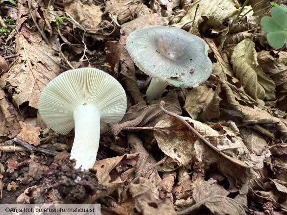 Russula parazurea