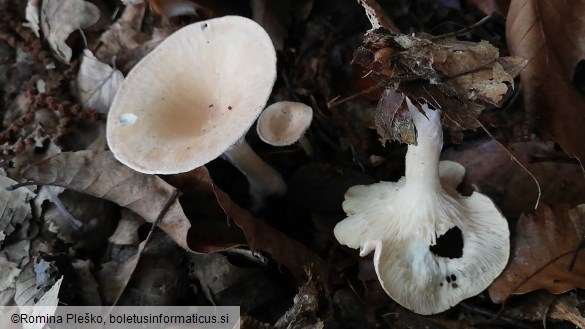 Clitocybe gibba