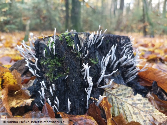 Xylaria hypoxylon