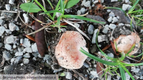 Inocybe adaequata