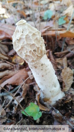 Phallus impudicus