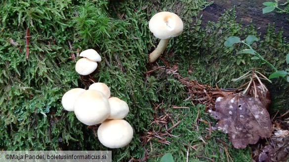 Hypholoma fasciculare