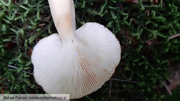 Lactarius volemus