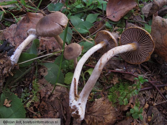 Cortinarius falsosus