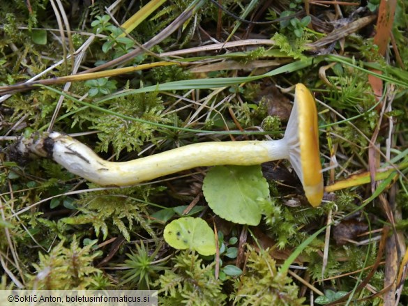 Hygrophorus speciosus