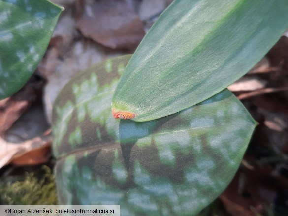Uromyces erythronii