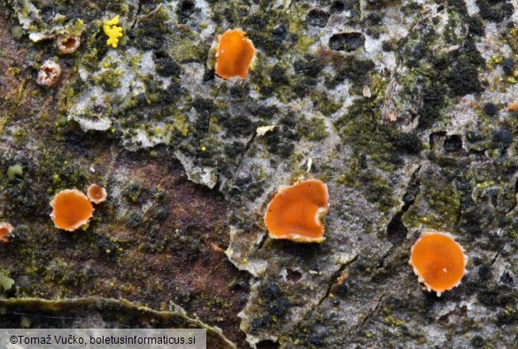 Orbilia carpoboloides