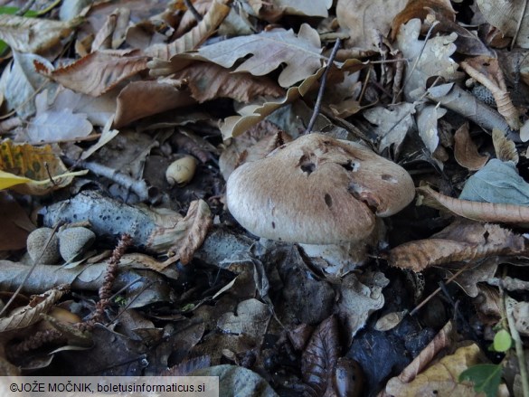 Cortinarius aprinus