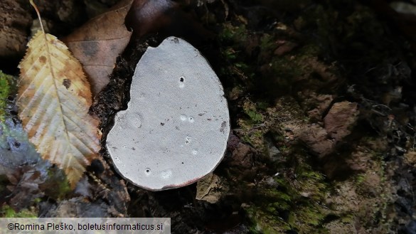 Ganoderma applanatum