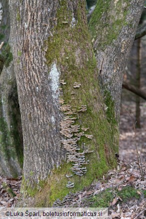 Trametes versicolor
