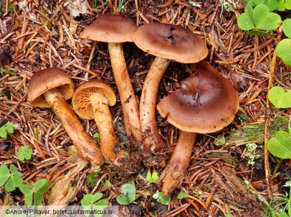 Cortinarius sommerfeltii