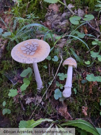 Amanita ceciliae