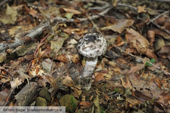 Strobilomyces strobilaceus