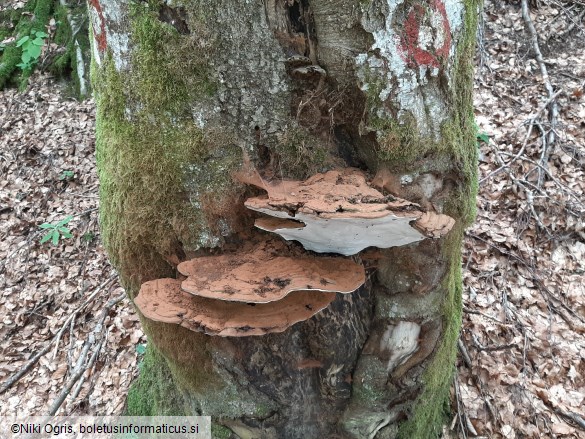 Ganoderma applanatum