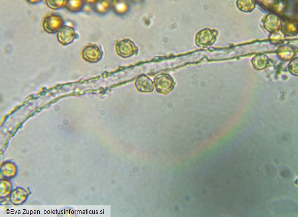 Tulostoma brumale